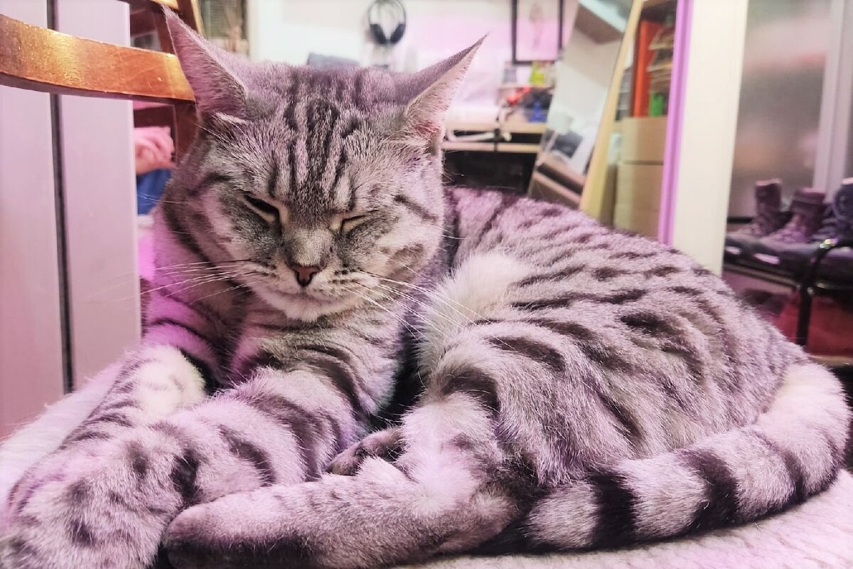 Я самая активная кошка на свете!