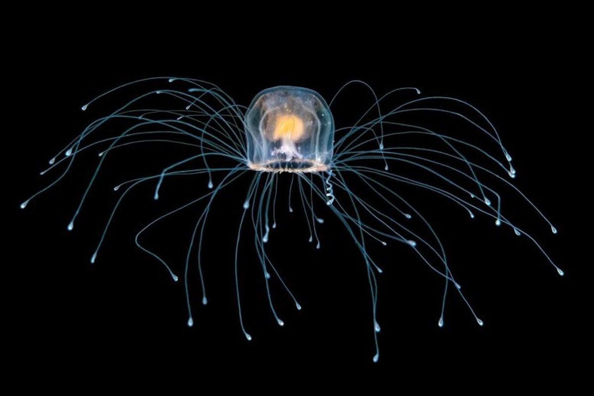 Turritopsis dohrnii   ( фото из свободного доступа сети интернет )