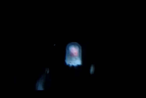 Turritopsis dohrnii 