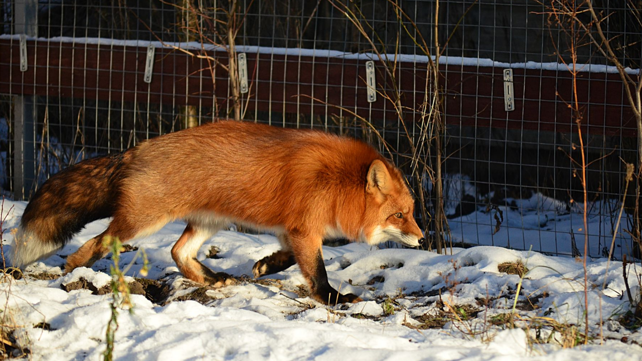 Любовные игры лисы Фокси и Альфика 🦊❤️🦊 | Лисы в доме | Дзен