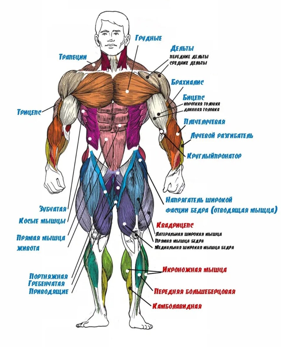 Почему ваши мышцы не растут: 9 главных причин и их решения