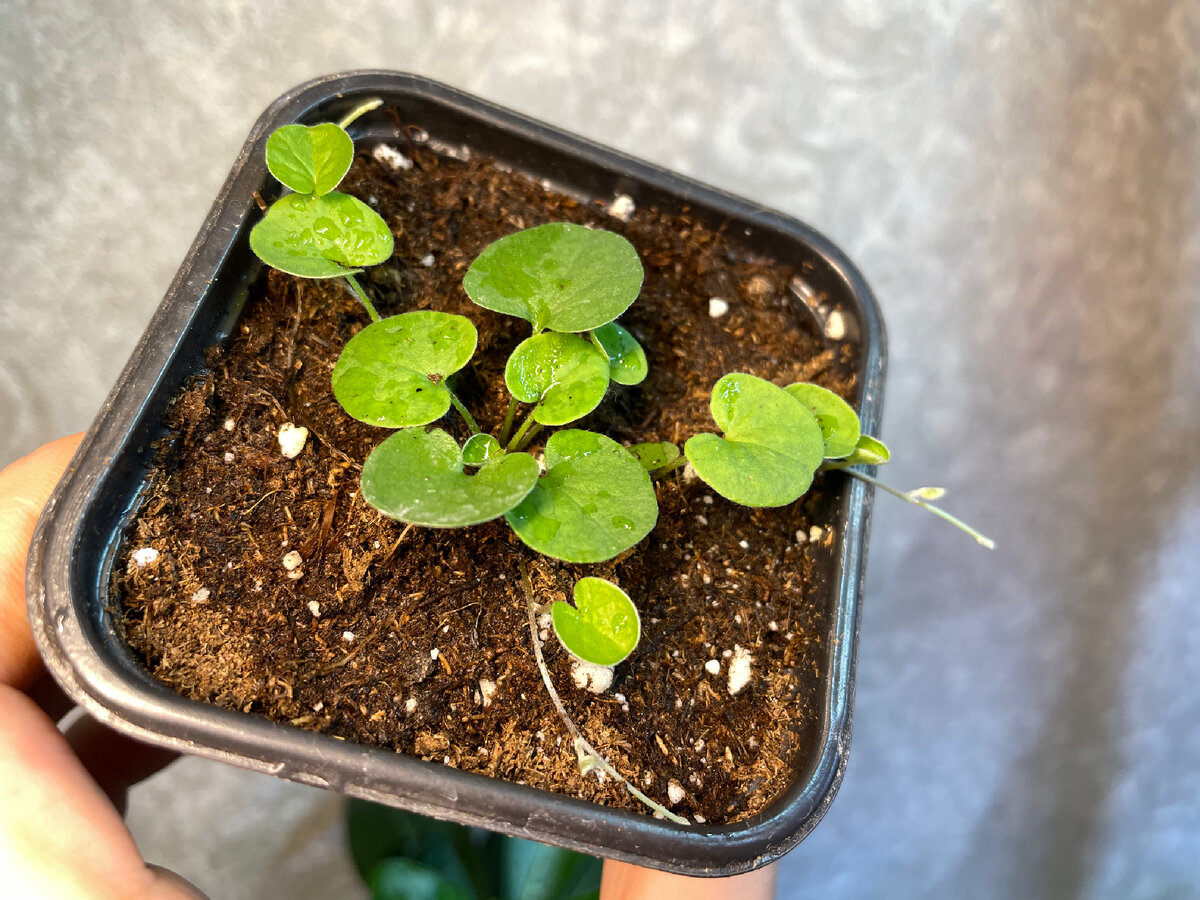 🌱Рассада Дихондры. Месяц с момента посева. | 🌼ЦветочнаяТема | Дзен