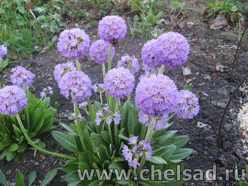 Примула мелкозубчатая-фото из моего сада, на фото логотип моего сайта: http://chelsad.ru/index.php/mnogoletniki/142-primula