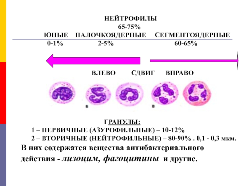 Ядерный сдвиг лейкоцитарной формулы. Функции юных нейтрофилов. Нейтрофилы юные палочкоядерные сегментоядерные.