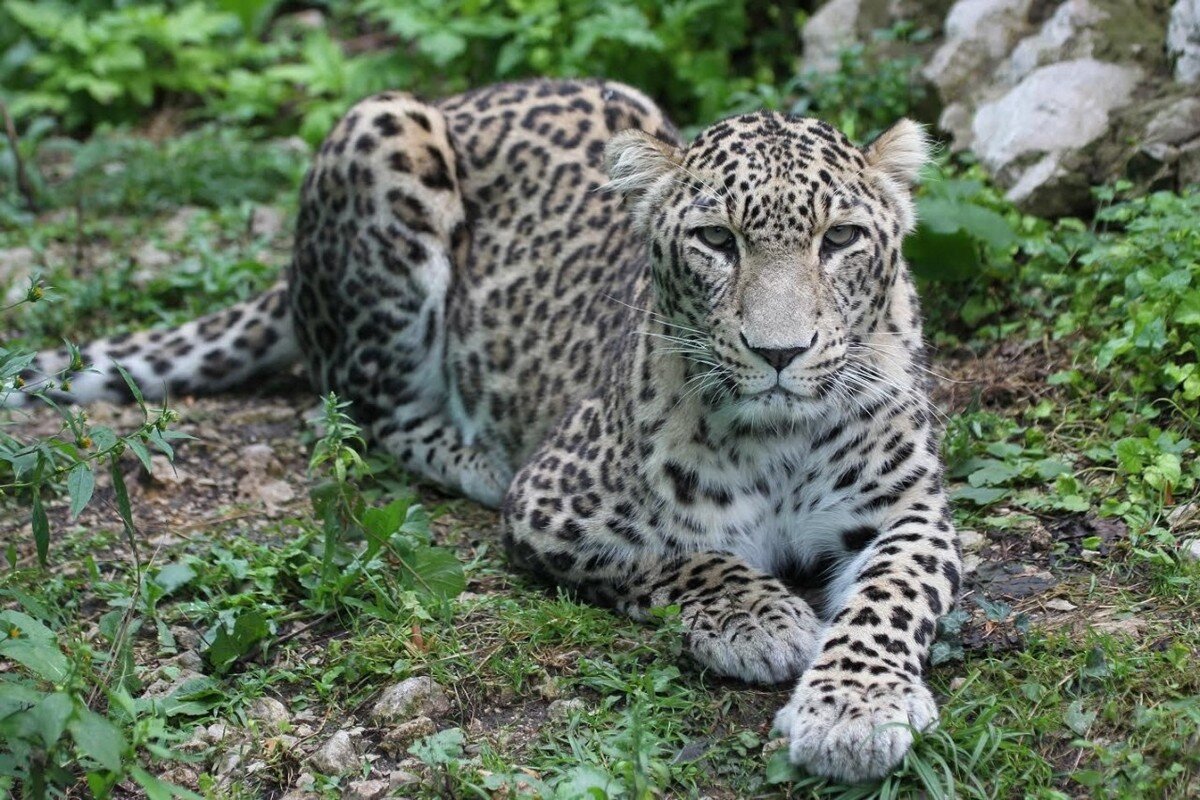 Переднеазиатский леопард в Краснодарском крае