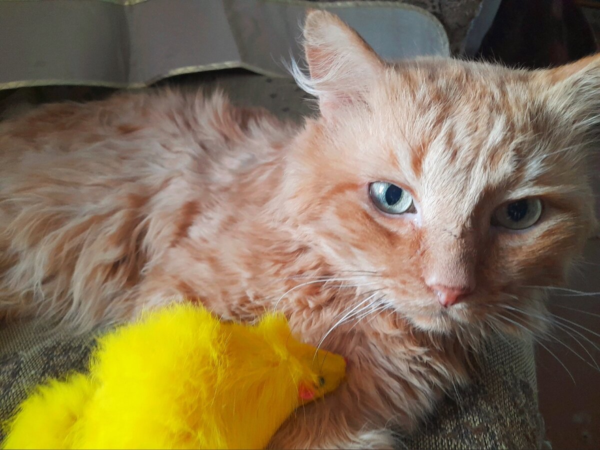 Все эти коты и кошки смогли посетить ветеринара благодаря помощи неравнодушных людей.  