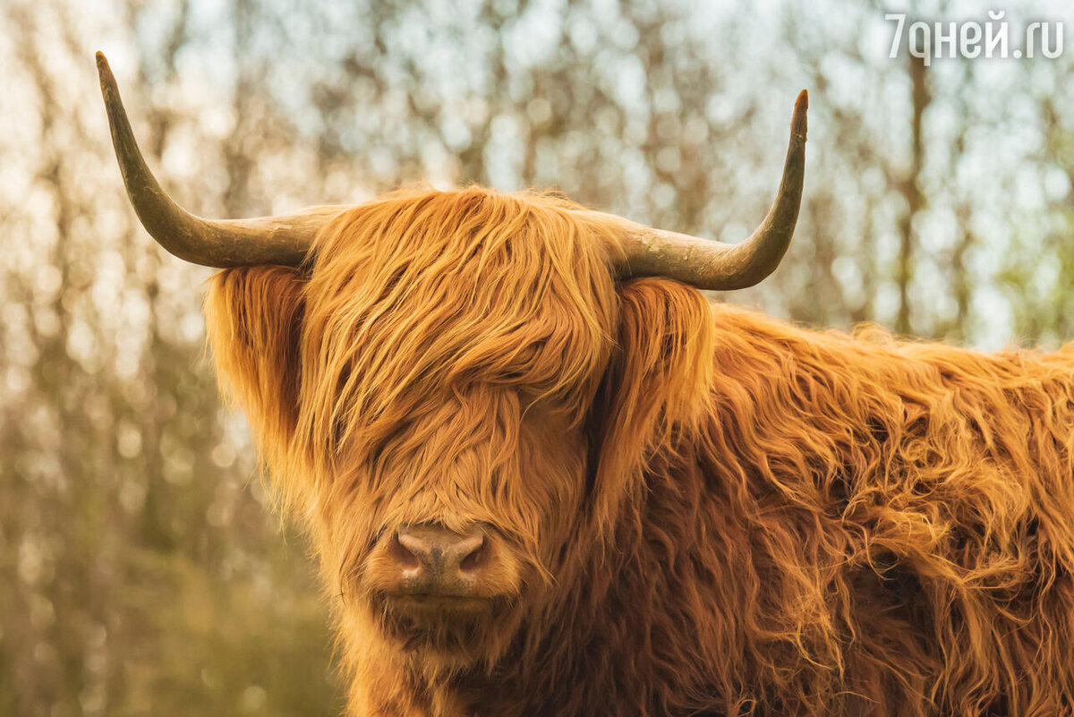    Славянский гороскоп животных на 2022 по годам рождения 123RF/legion-media.ru