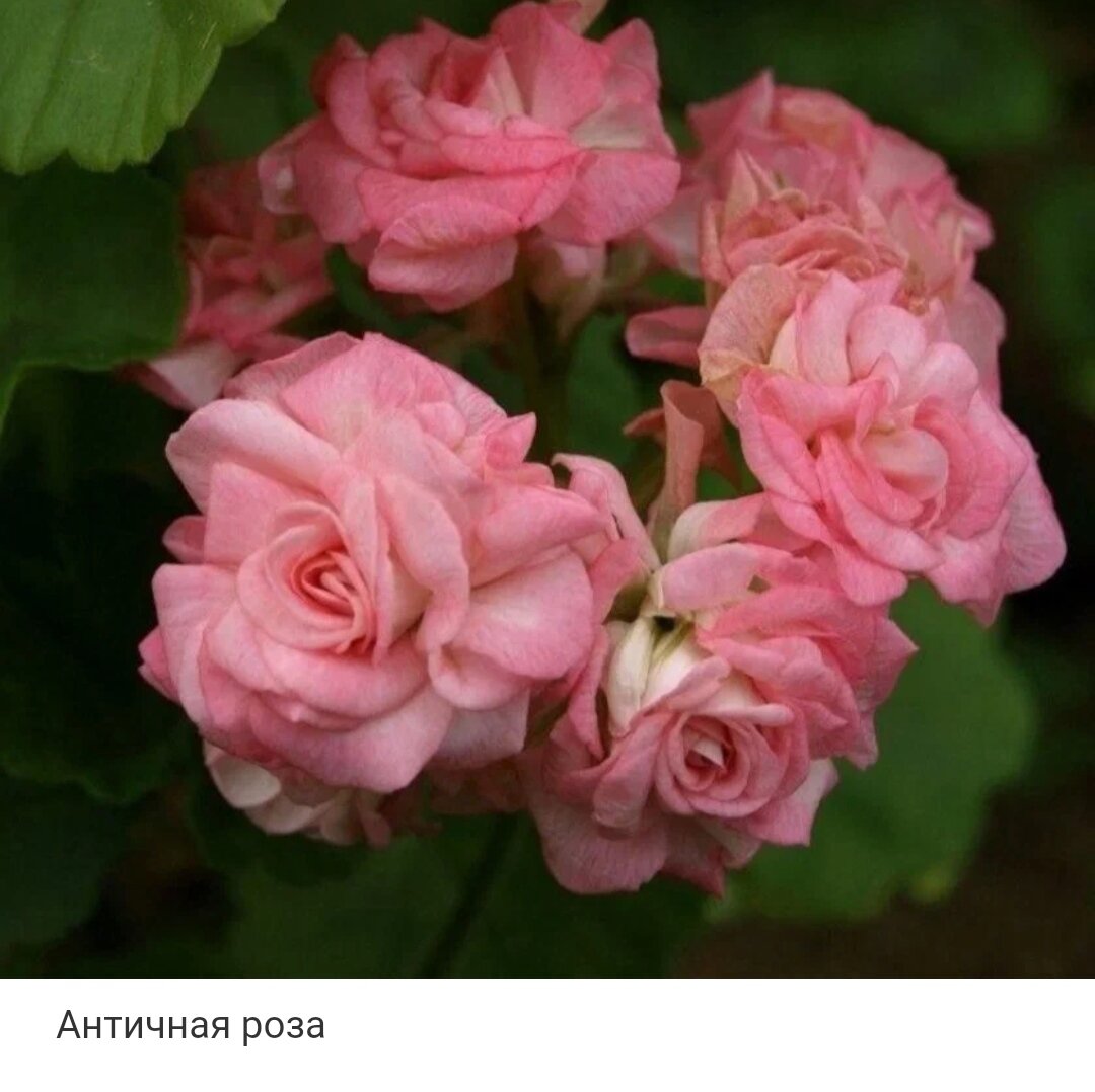 Пеларгония Grainger's Antique Rose