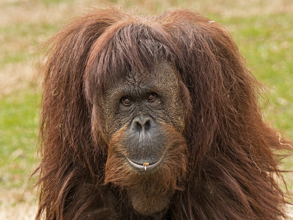 Лесной человек