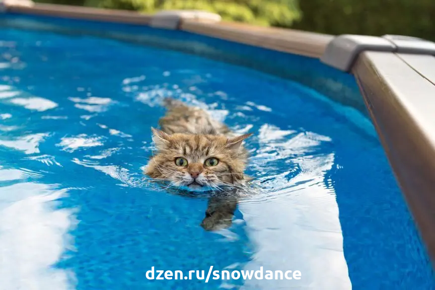 кошки плавают в воде