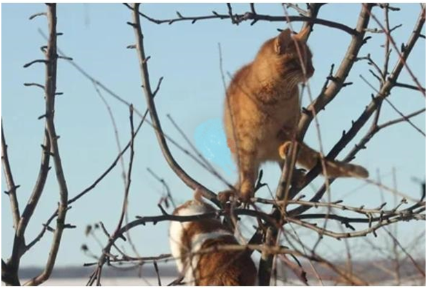 А могли бы быть прайдом!