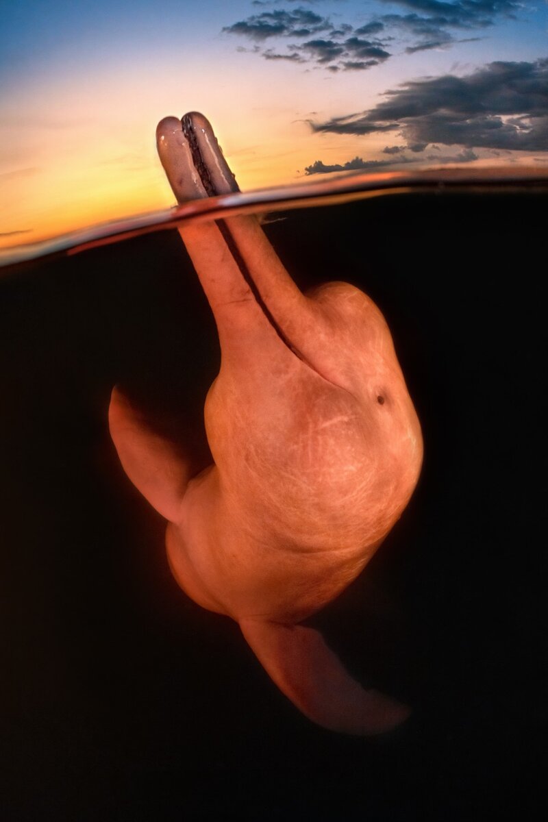 © Kat Zhou (США) «Boto Encantado». Место съемки: Амазонка, Бразилия.
Underwater Photographer of the Year 2023 и победитель в категории «Перспектива»