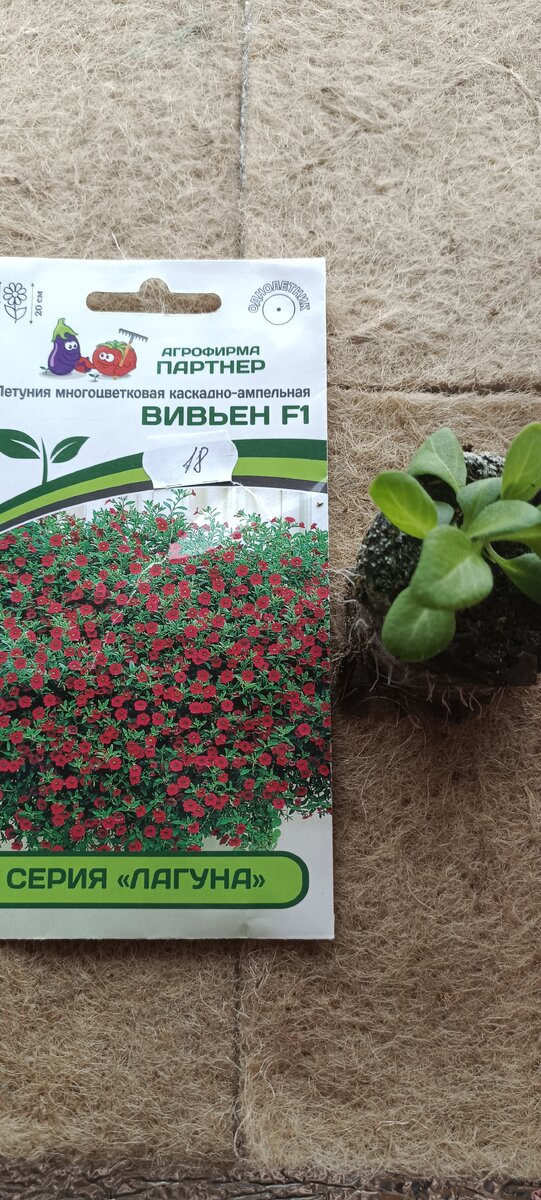 Петуния 