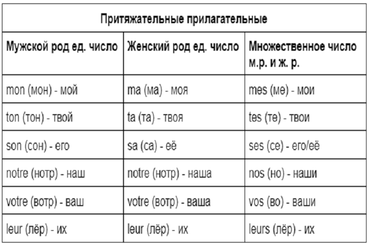 Лисья притяжательное. Притяжательные прилагательные во французском. Притяжательные местоимения немецкий множественное число. Притяжательное прилагательное французский. Притяжательные прилагательные во французском языке упражнения