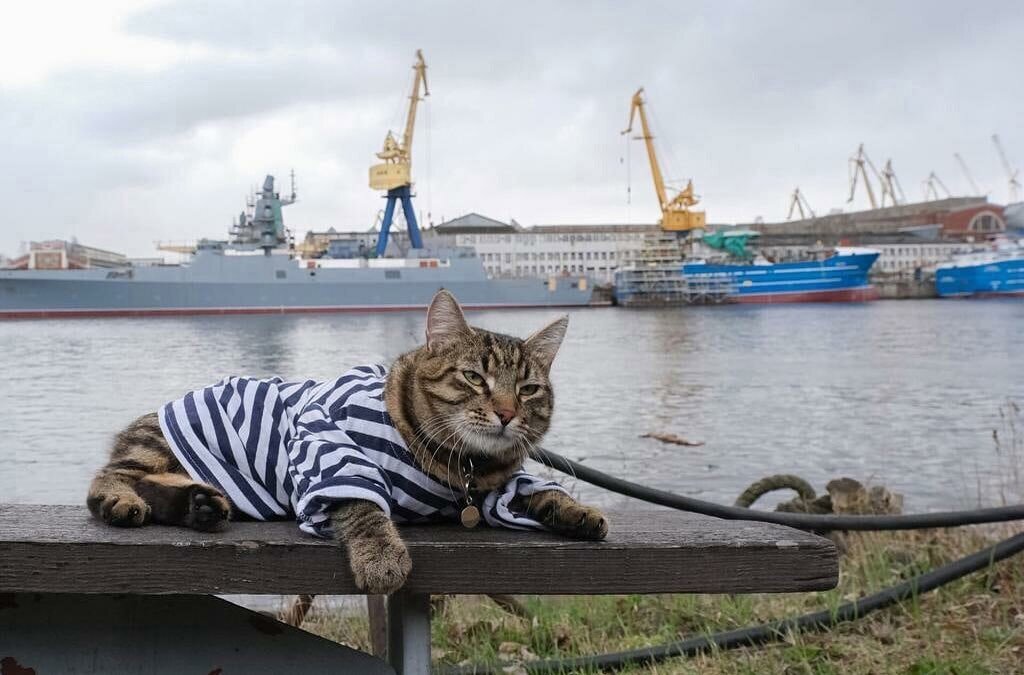 Кошки в санкт петербурге