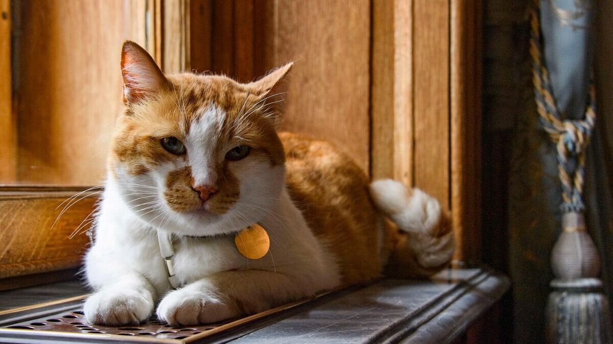    Кот Мостик - символ и талисман строительства Крымского моста© РИА Новости / Дмитрий Макеев