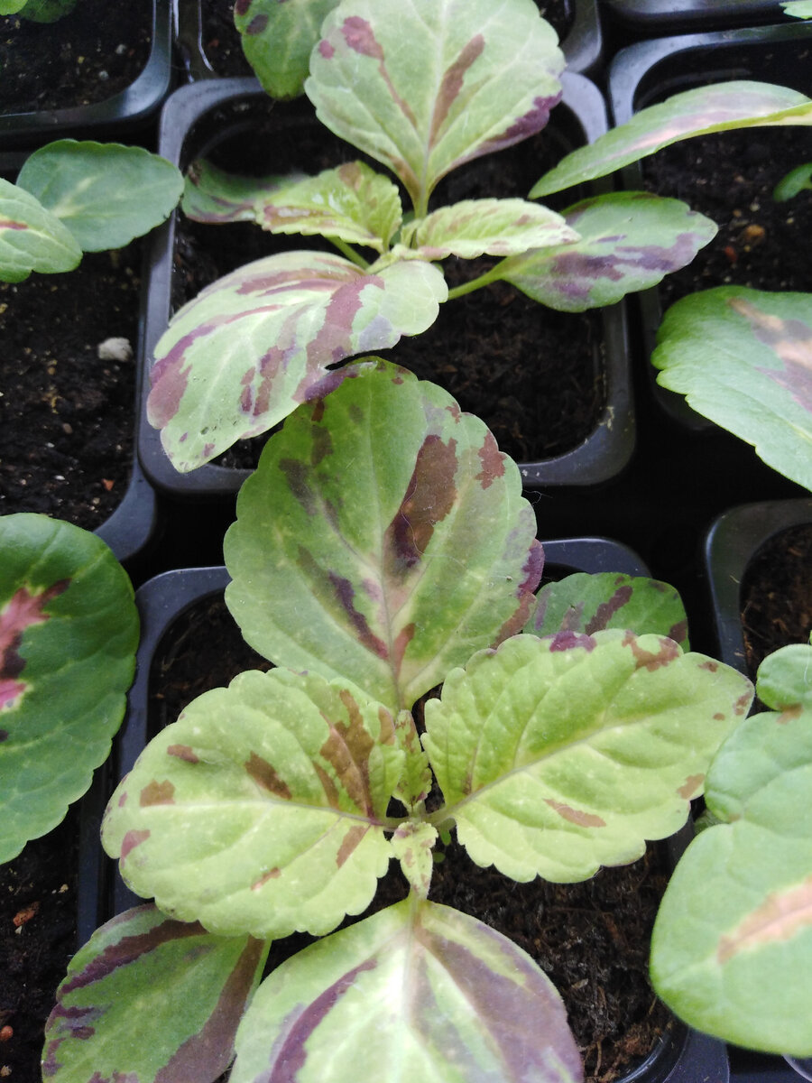 Крупным планом >>>