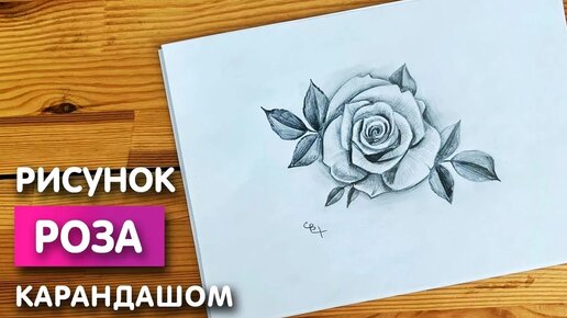 Легкие срисовки розы карандашом (50 картинок)