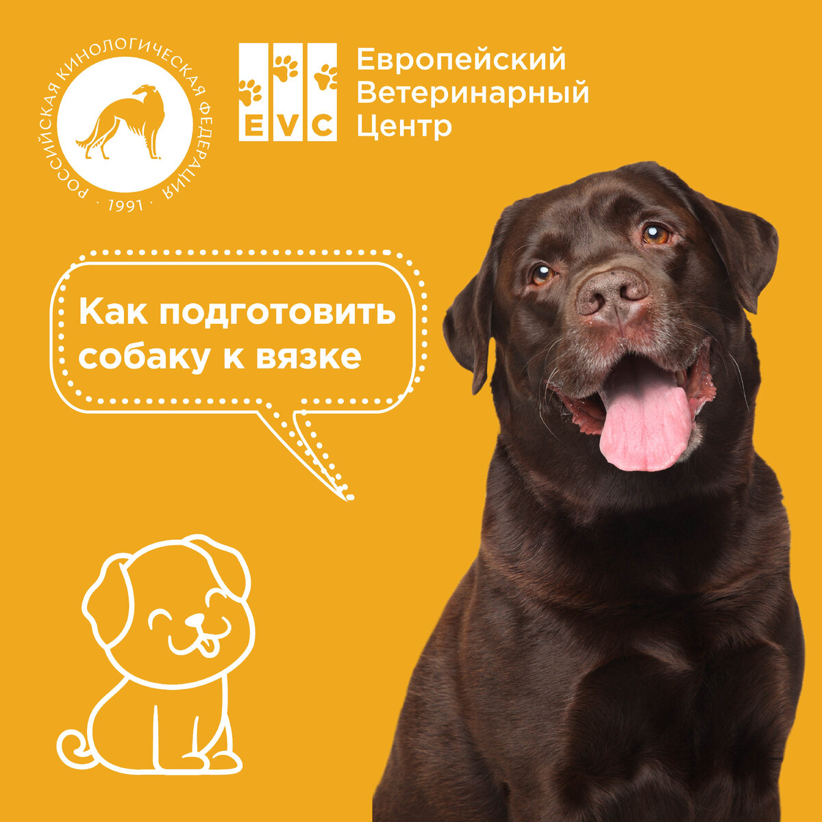Как подготовить щенка. У собаки отнимаются задние лапы причины. У собаки отказали задние лапы причины. Репродуктивные животные. Почему у старой собаки отказывают задние лапы