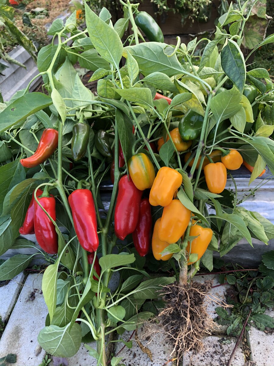 Осенью кустики помогают сохранить урожай. 