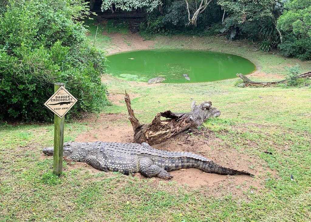 Карликовый кайман. Крокодил на монетах. Крокодилы в россии. Фигурка крокодил гоша. Крокодил 2023.