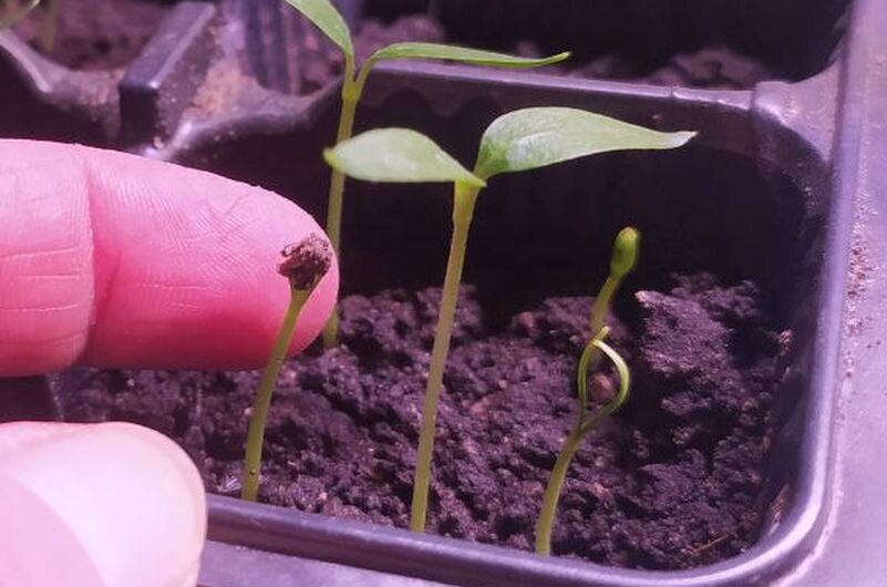 У одного ростка перца не отпала семенная оболочка.