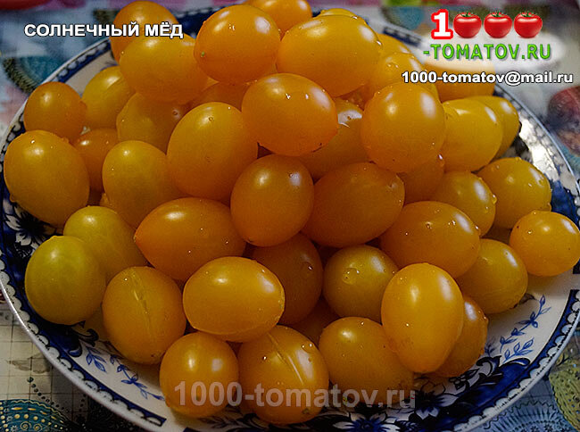 Томат Солнечный мёд Sunny Honey фото 2