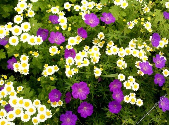 Вот так эффектно смотрится лиловая, она же синяя герань с ромашками.