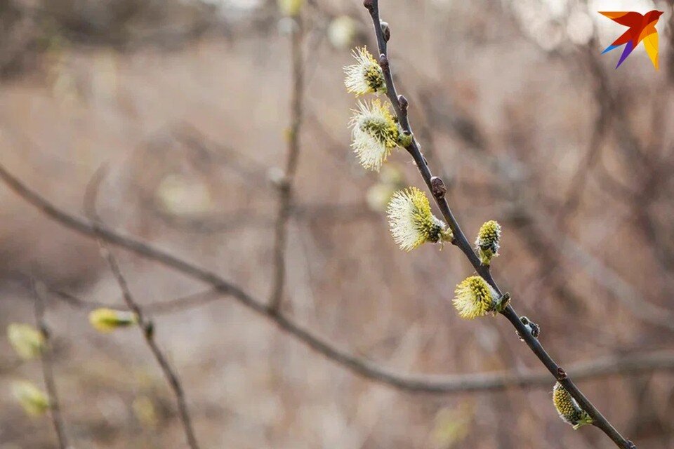     День Кикиморы отмечаю 2 марта - собрали запреты и приметы. Юлия Хвощ