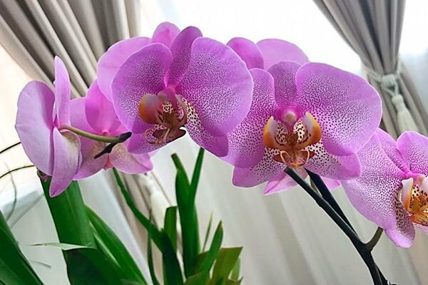 Орхидея мультифлора (26 фото): что это такое? Описание растения, правила ухода за ним в домашних условиях. Особенности цветения