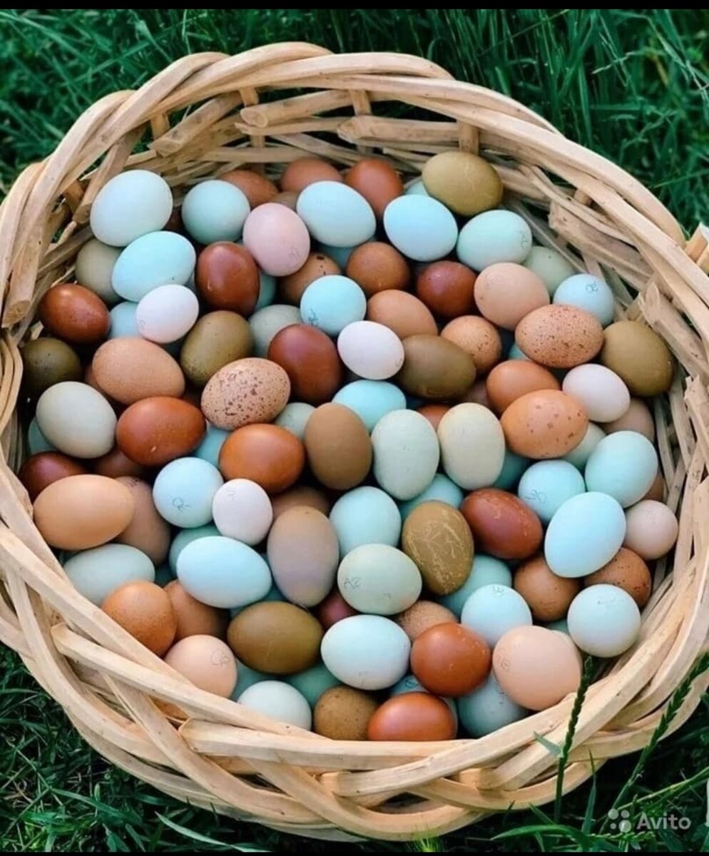 Фото кур несущих голубые яйца. Амераукана яйца. Яйца кур Амераукана. Куры Араукана яйца. Куры порода Амераукана яйцо.