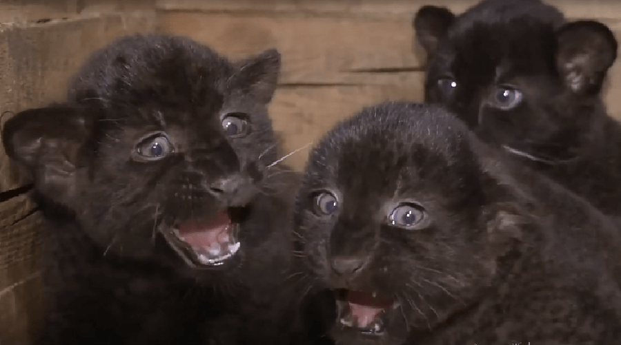    Скриншот видео/группа ВК "Абаканский зоопарк"