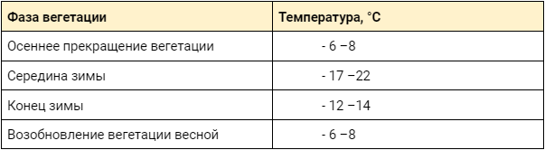 При какой температуре озимые могут погибнуть