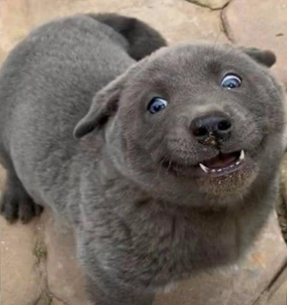 Кто ты, милое, улыбчивое создание?