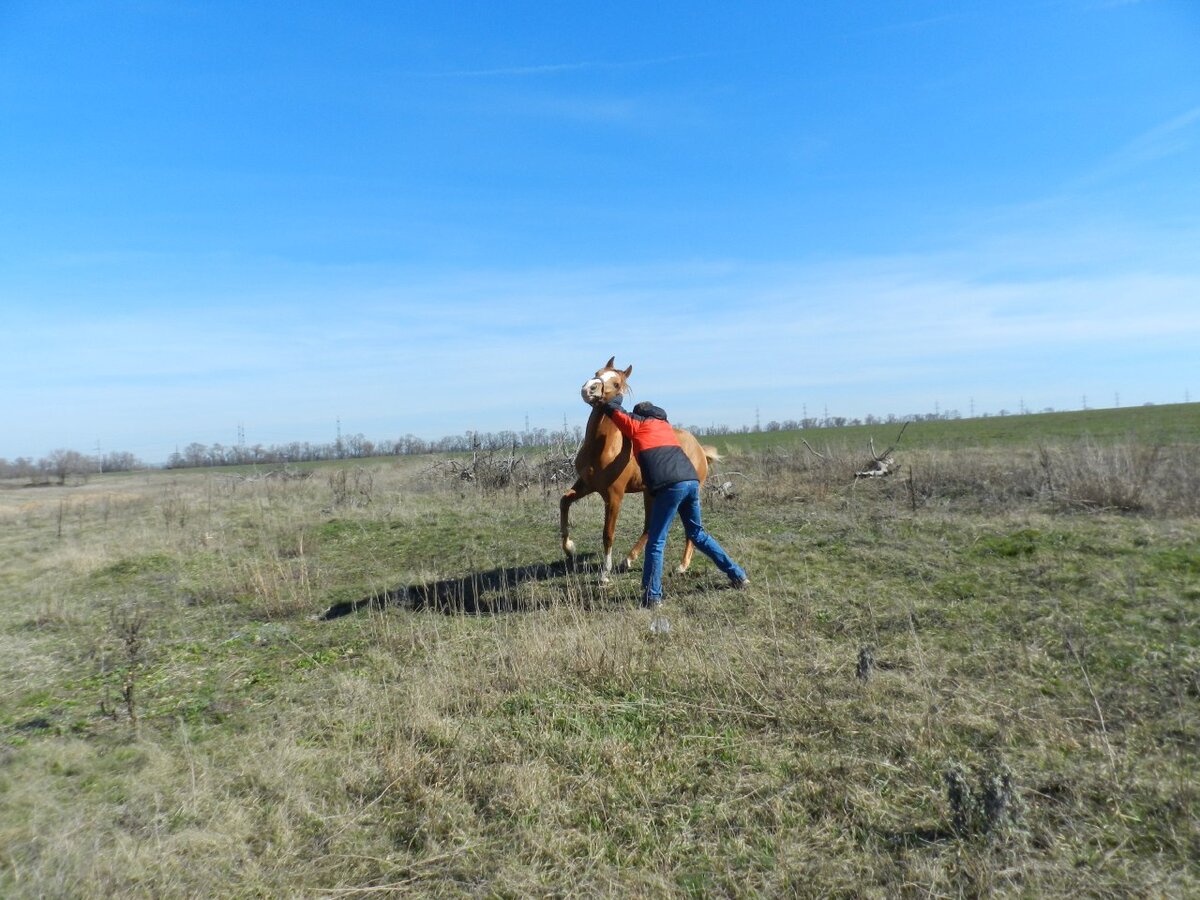 Донской жеребец Брант, 2012