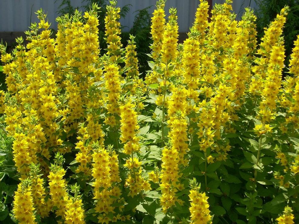 Вербейник Lysimachia punctata. Вербейник точечный (Lysimachia punctata). Вербейник Златовласка. Вербейник точечный (Лизимахия).