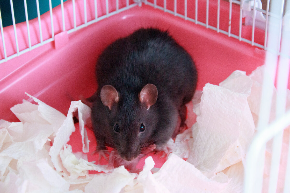 Ежи-наседка