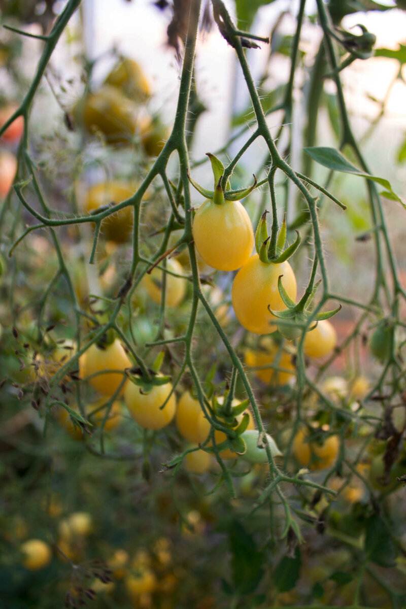 Сумасшедшие вишни Барри  в теплице