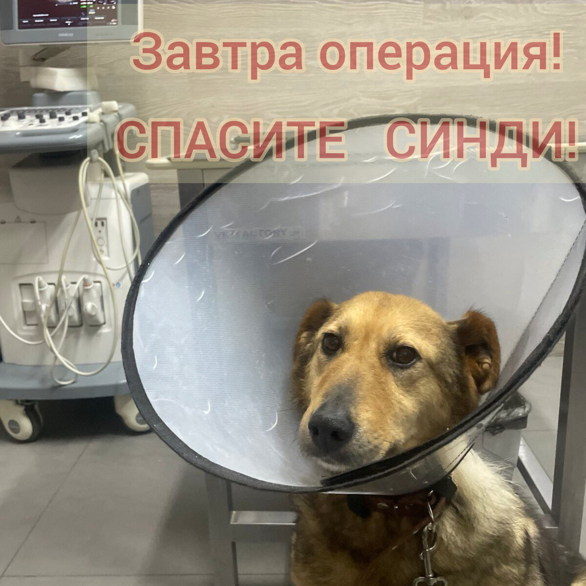 Синди на кардиоскрининге в Раденисе, г.Солнечногорск. К операции готова, противопоказаний нет.