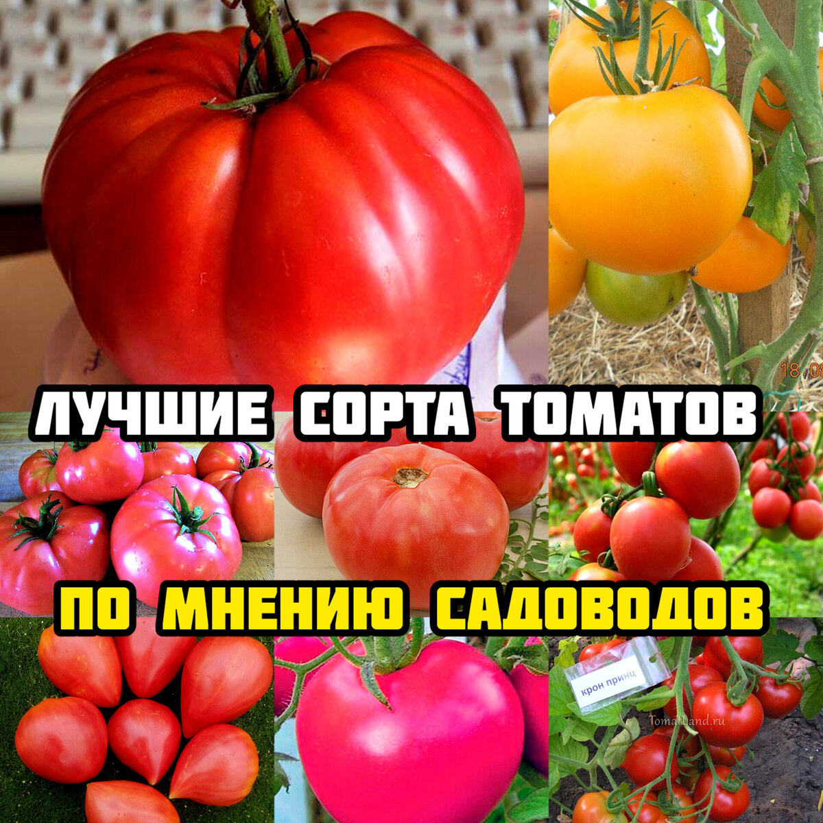 Купить семена томата огородник. Сорта крупных мясистых и очень ранних томатов. Софа сорт помидор. Сорт помидор Юнион. Смайлик помидор сорт.