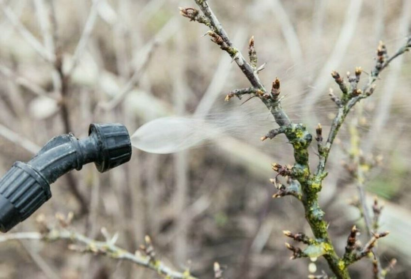 Ранневесенняя обработка сада выполняется опрыскиванием