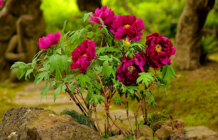 пион древовидный