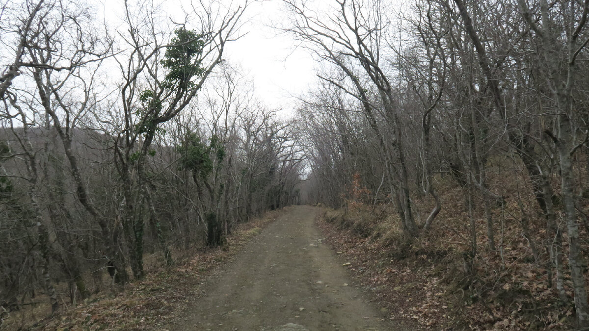 Краснодарский край, муниципальное образование Новороссийск, сельский округ Абрау-Дюрсо. Фото Автора.
