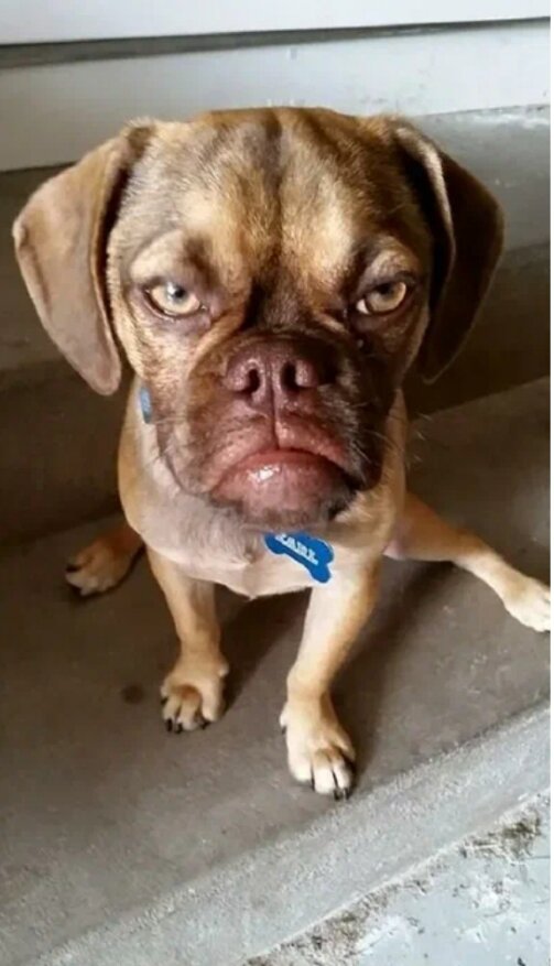 Фото собак которые поднимут настроение 