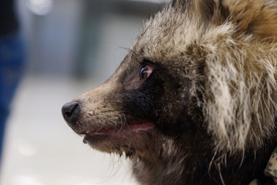     Бешеная енотовидная собака покусала пенсионерку под Новосибирском. Алексей БУЛАТОВ