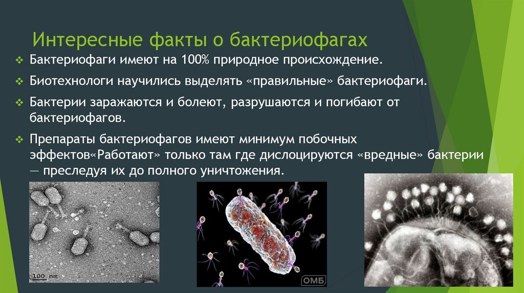 Вирусы – неклеточная форма жизни