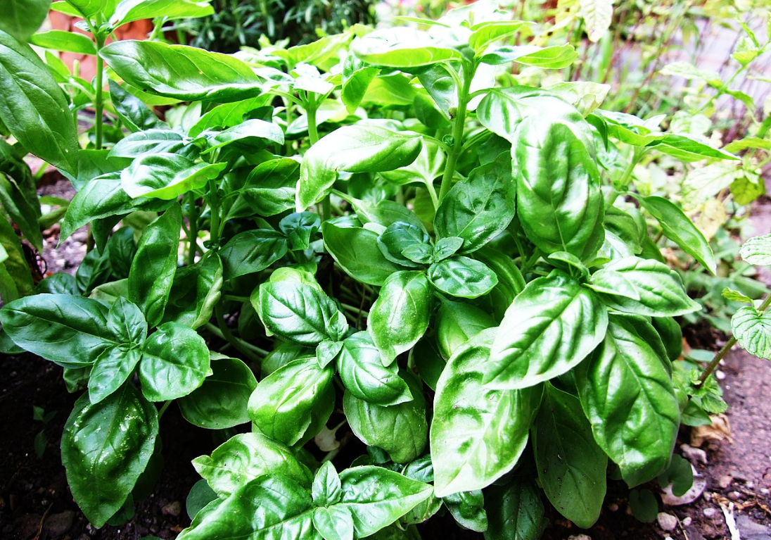 Базили́к души́стый, или Базилик обыкнове́нный, или Базилик огоро́дный, или Базилик ка́мфорный (лат. Ocīmum basilīicum). Фото Castielli, Wikipedia