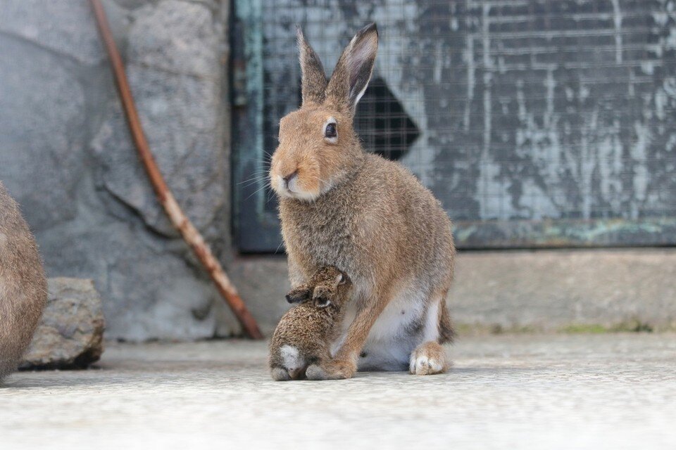     8 марта в Ленинградском зоопарке будет "женская" программа. Фото: Ленинградский зоопарк