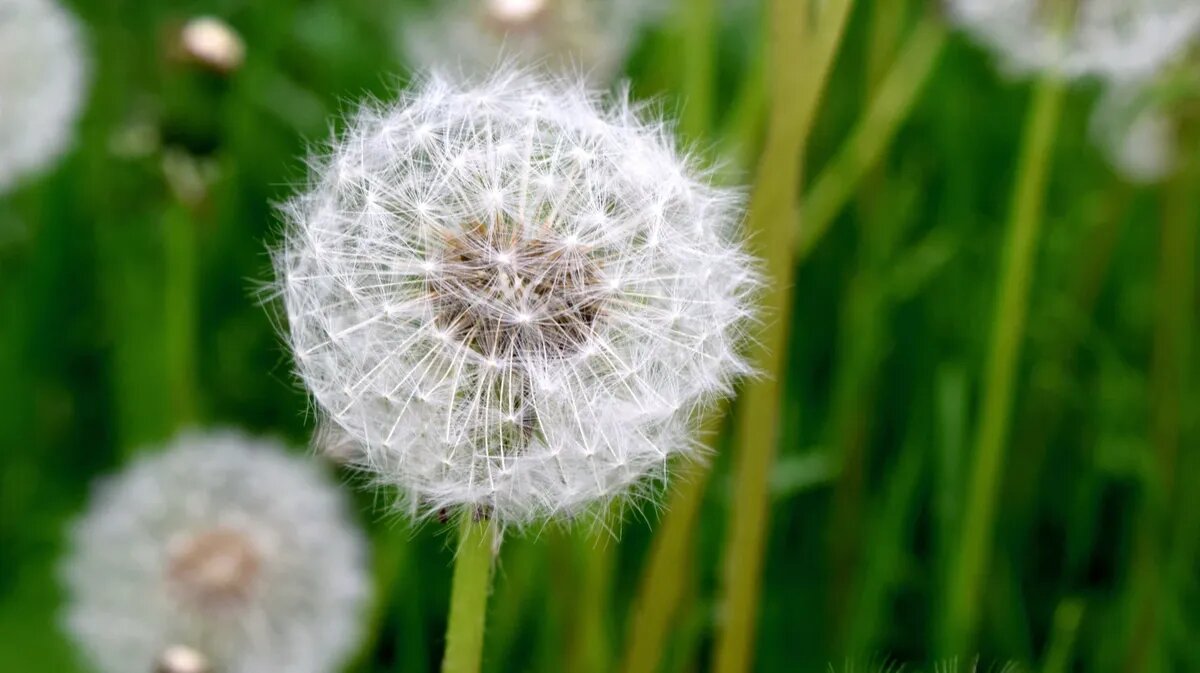 21 марта, во вторник, Весеннее равноденствие. Фото: www.piqsels.com