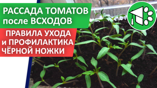 Всходы помидоров. Уход за рассадой томатов после всходов. Защита от чёрной ножки и мошки